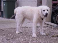 functional abruzzese mastiff
